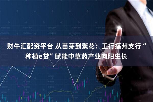 财牛汇配资平台 从苗芽到繁花：工行播州支行“种植e贷”赋能中草药产业向阳生长